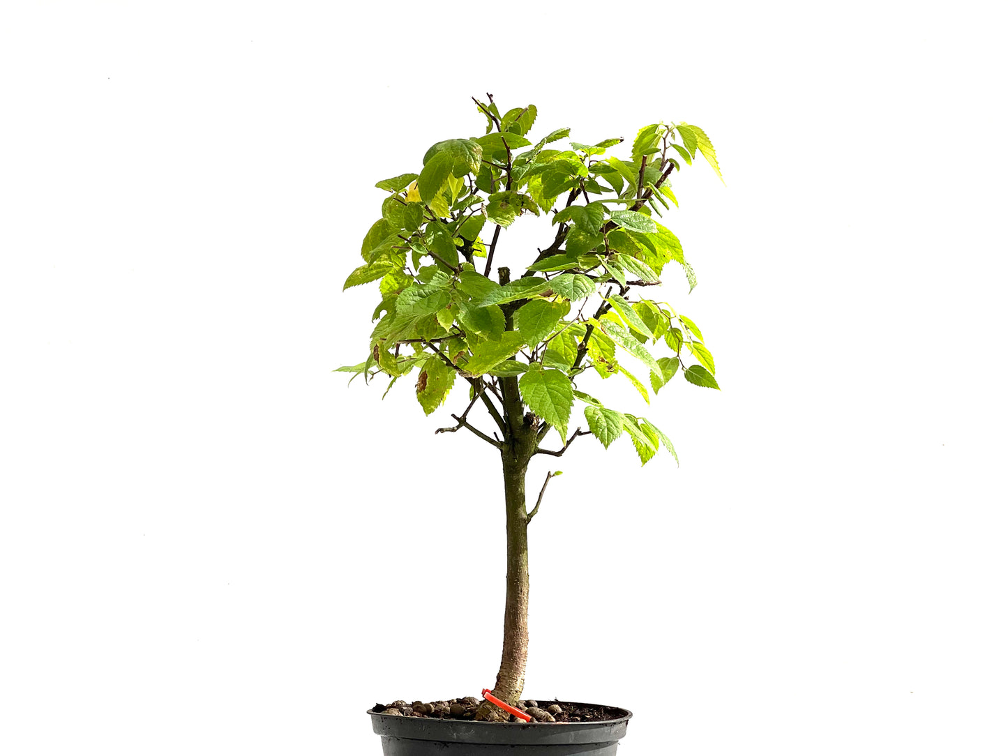 Celtis Australis 2494