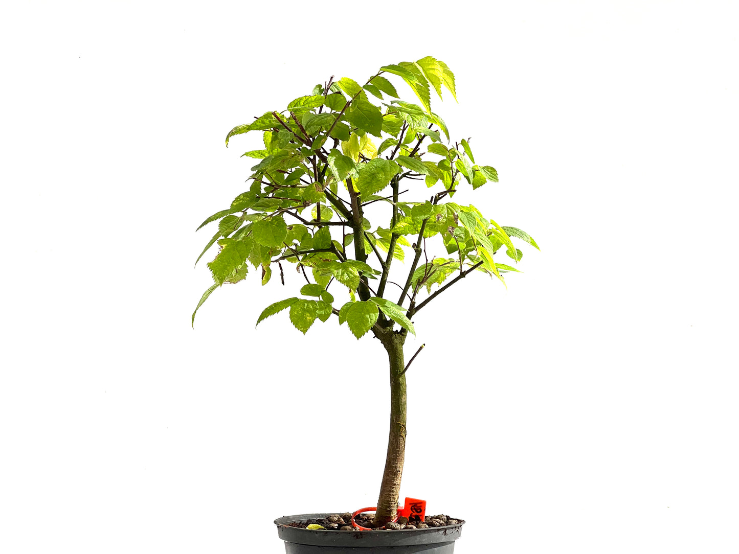 Celtis Australis 2494