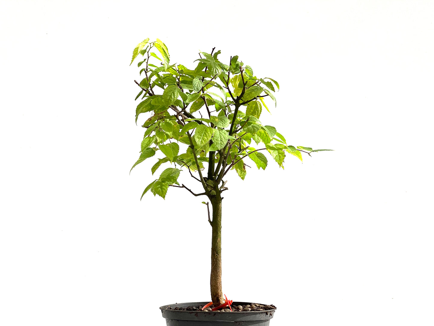 Celtis Australis 2494
