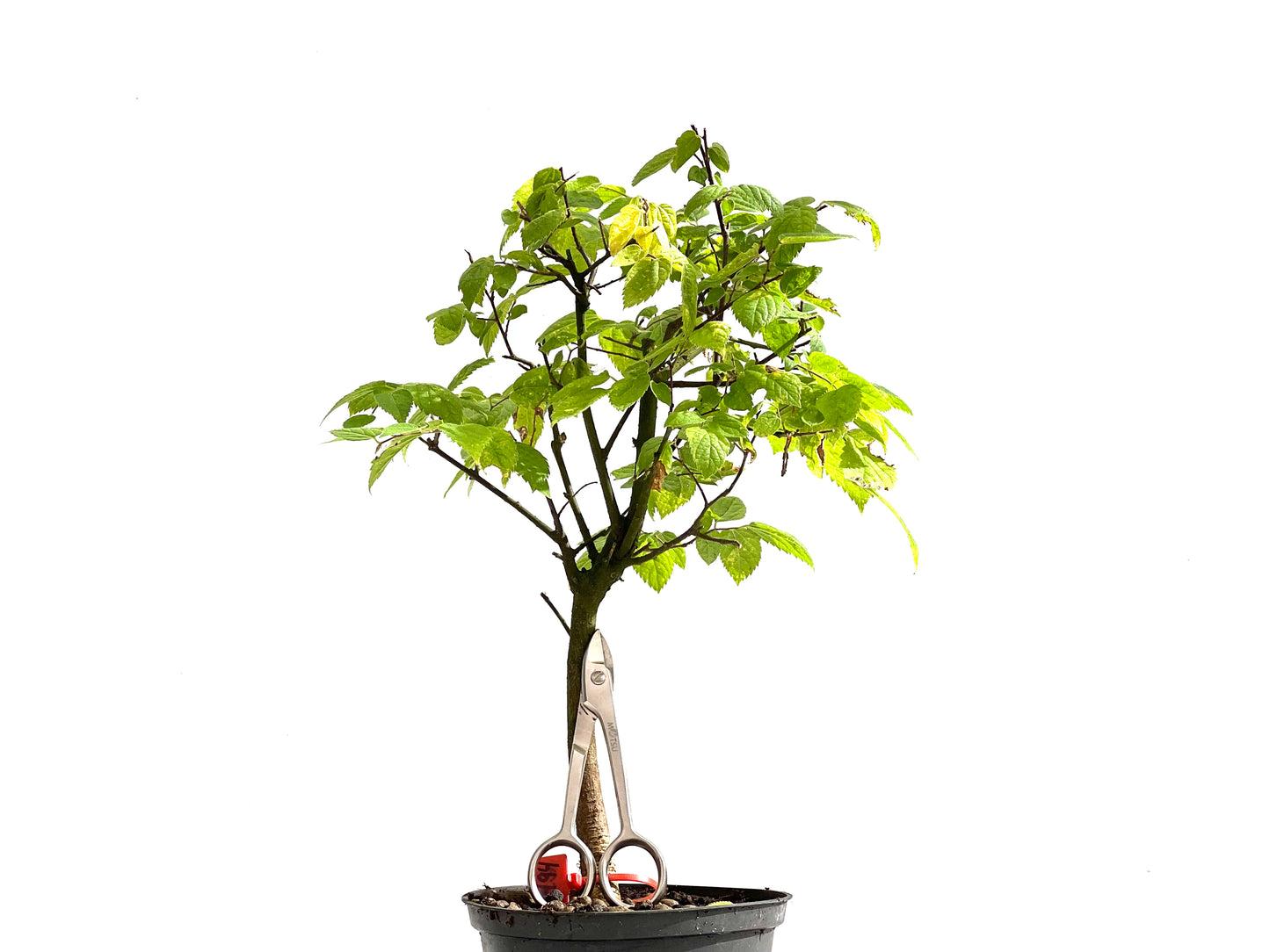 Celtis Australis 2494