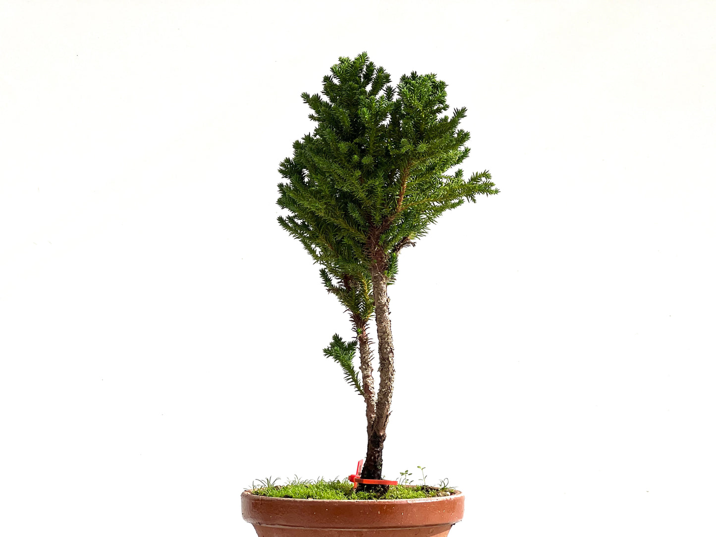 Cryptomeria Japonica 2493