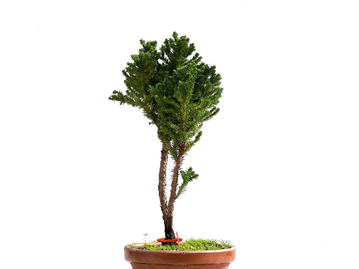 Cryptomeria Japonica 2493