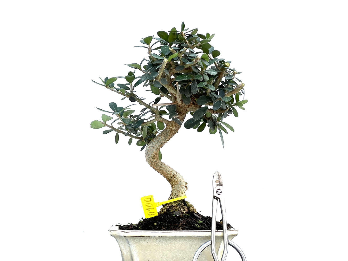 Olea Europaea Sylvestris 0100