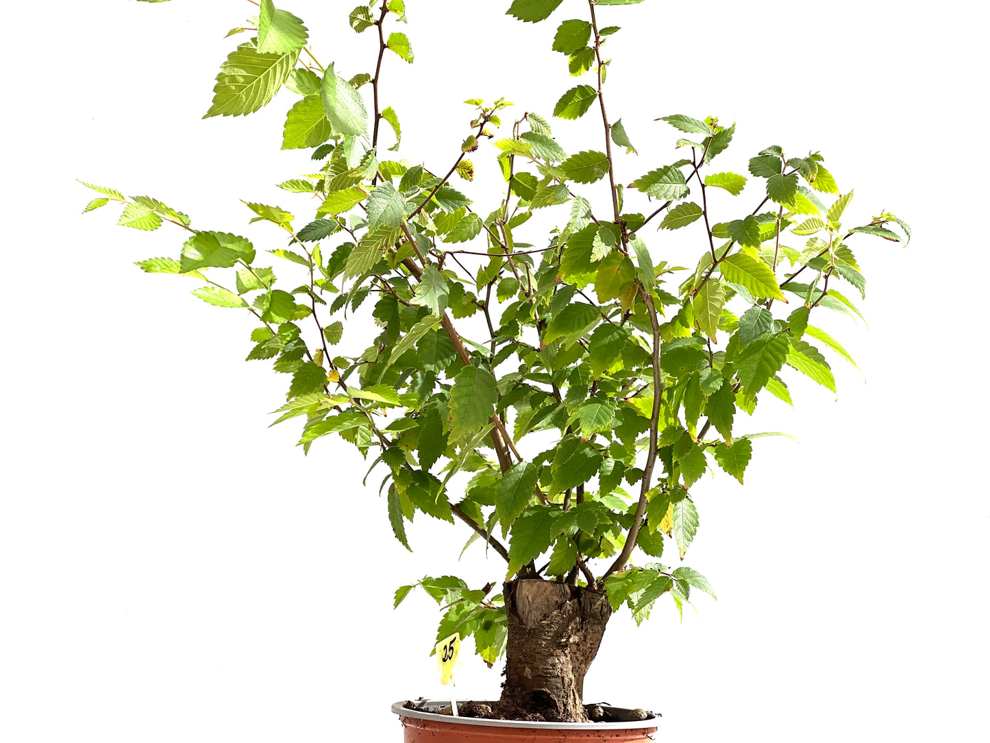 Zelkova Serrata 2495