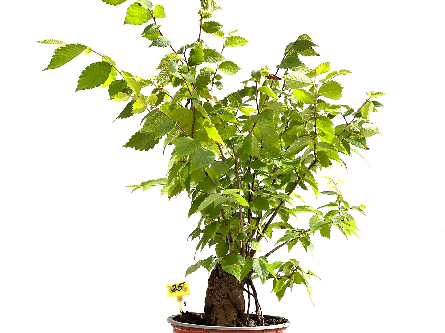 Zelkova Serrata 2495