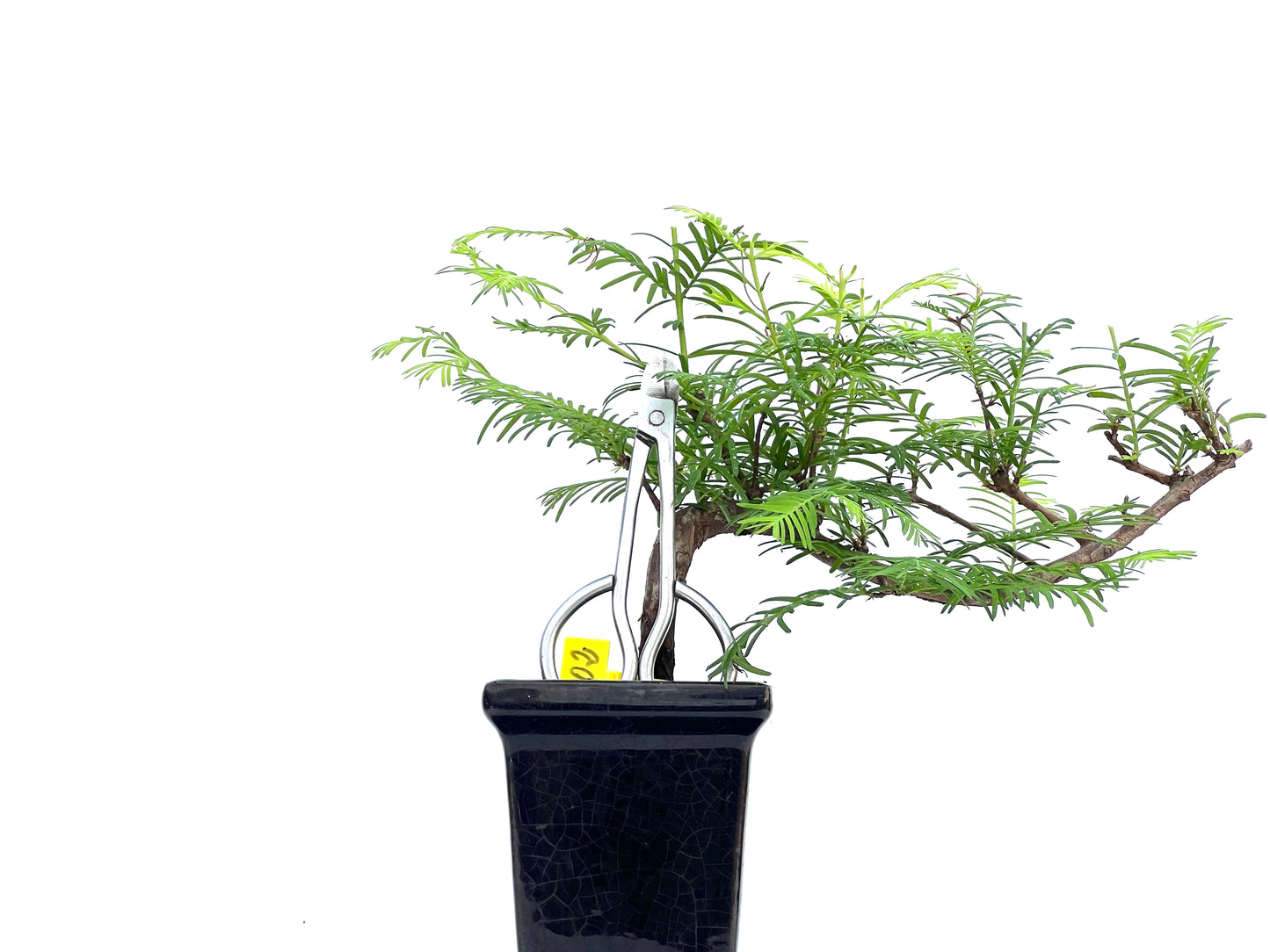 Metasequoia 0102