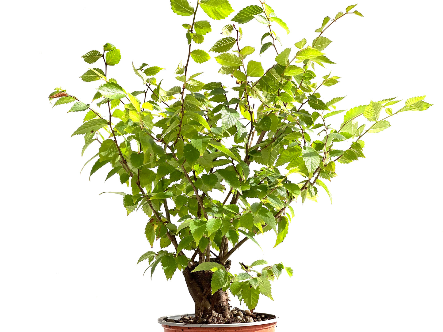 Zelkova Serrata 2495