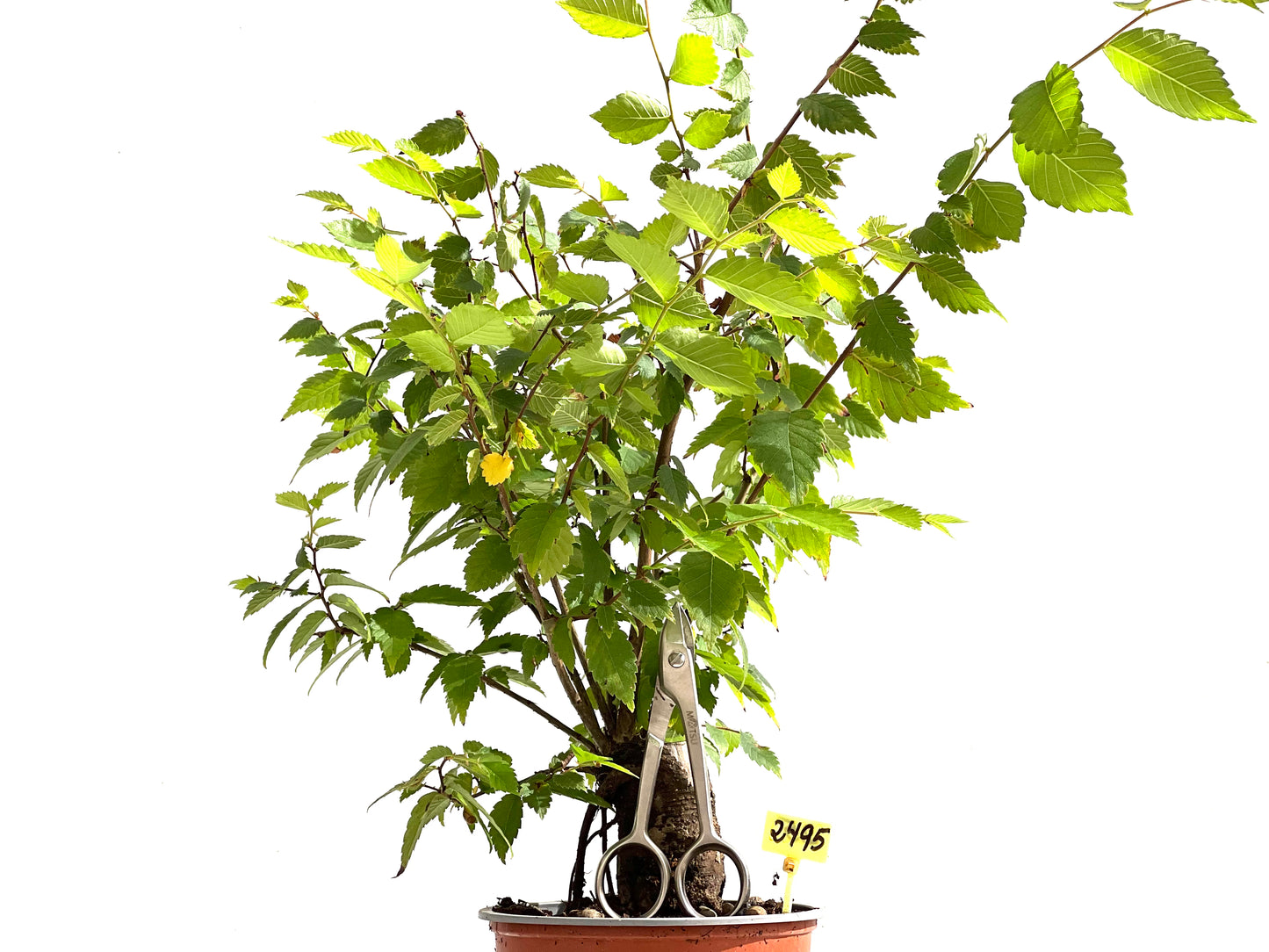 Zelkova Serrata 2495