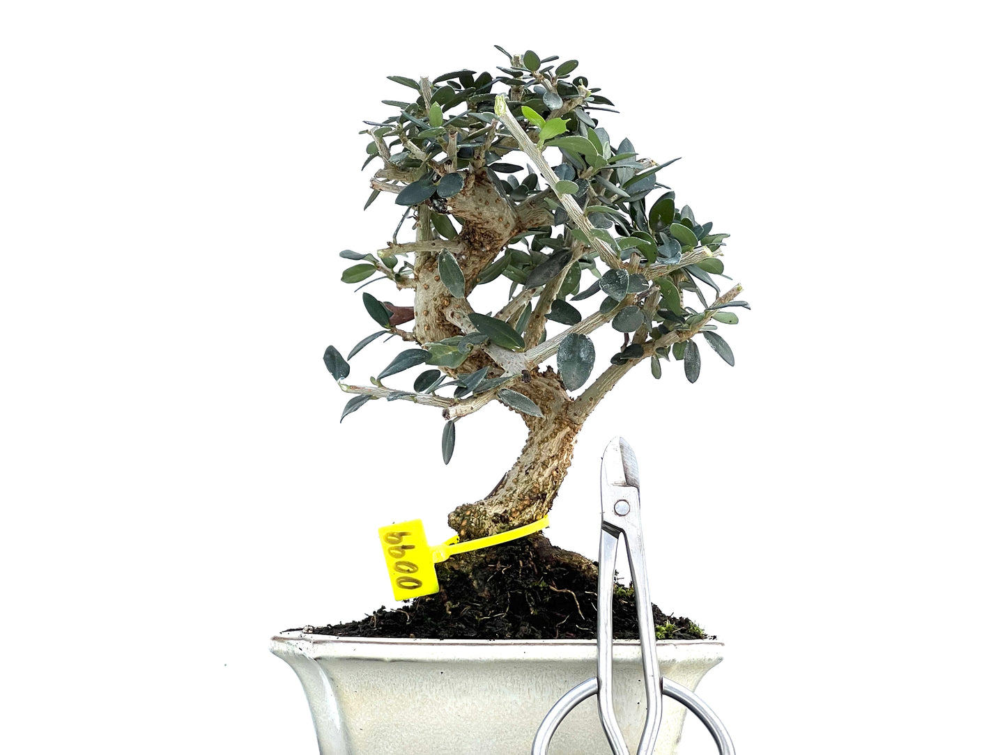 Olea Europaea Sylvestris 0099