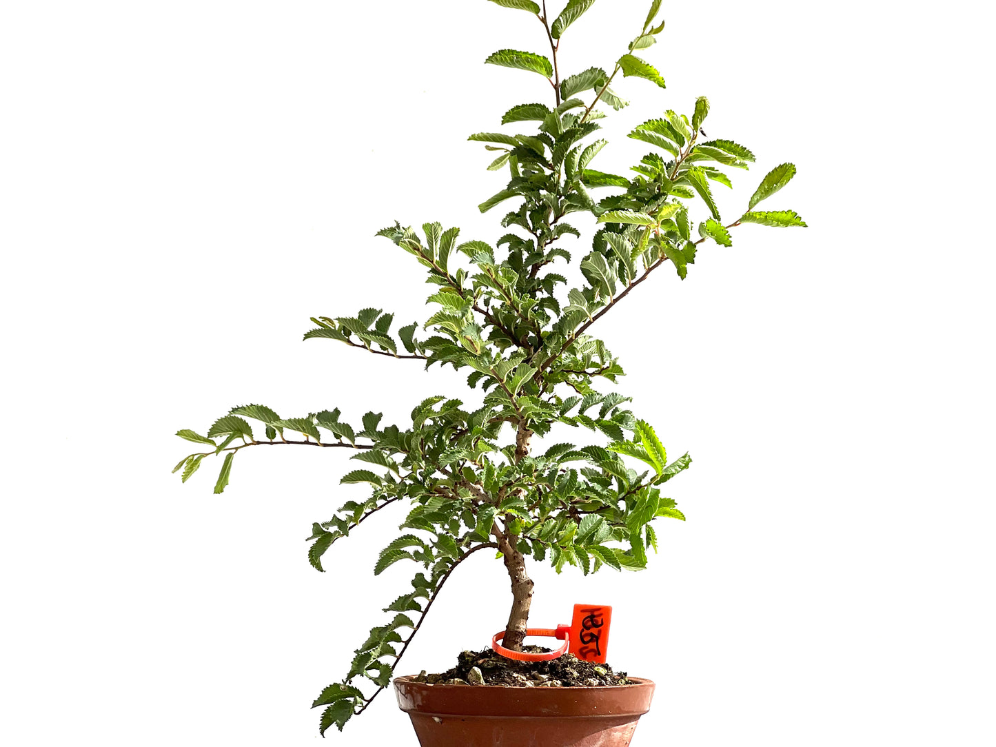 Olmo Nire Keyaki 2504