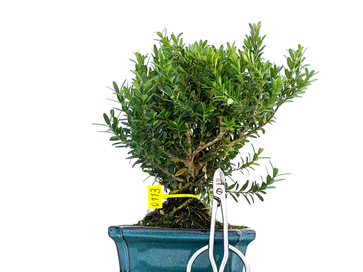 Buxus Harlandii 0113