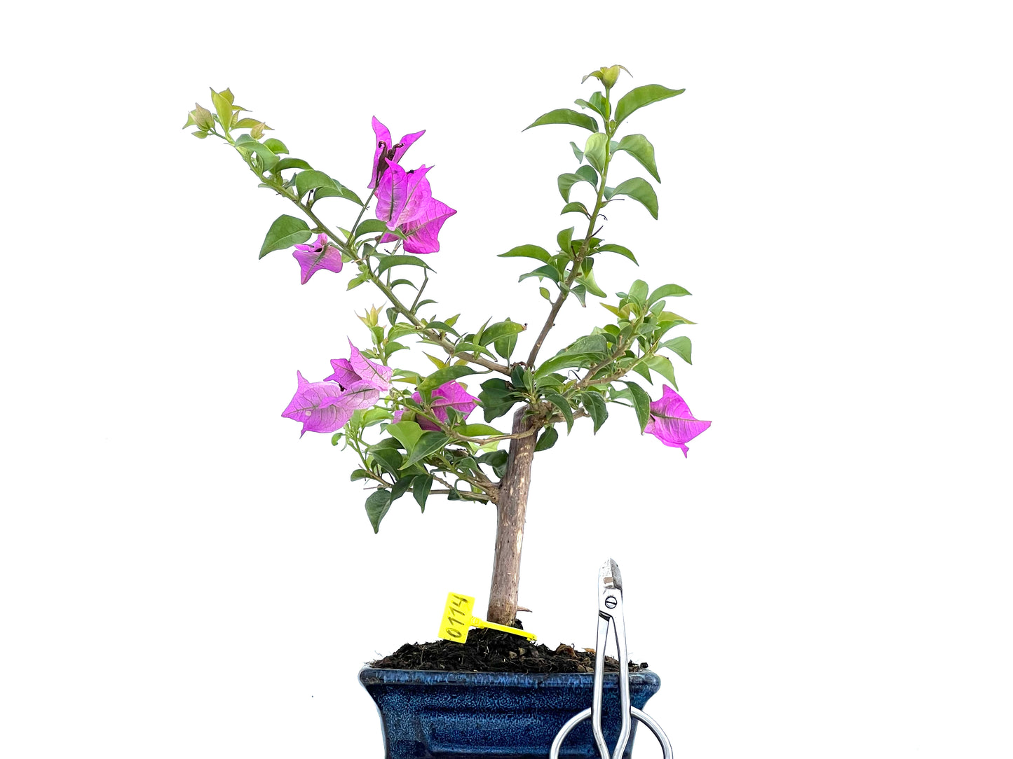 Buganvilla Glabra 0114