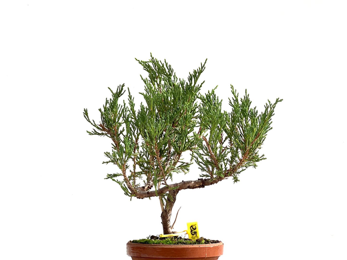 Juniperus Sabina 2501
