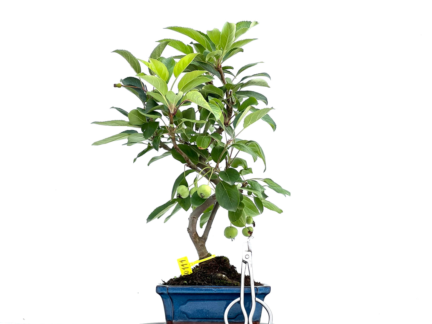 Malus Everest 0111