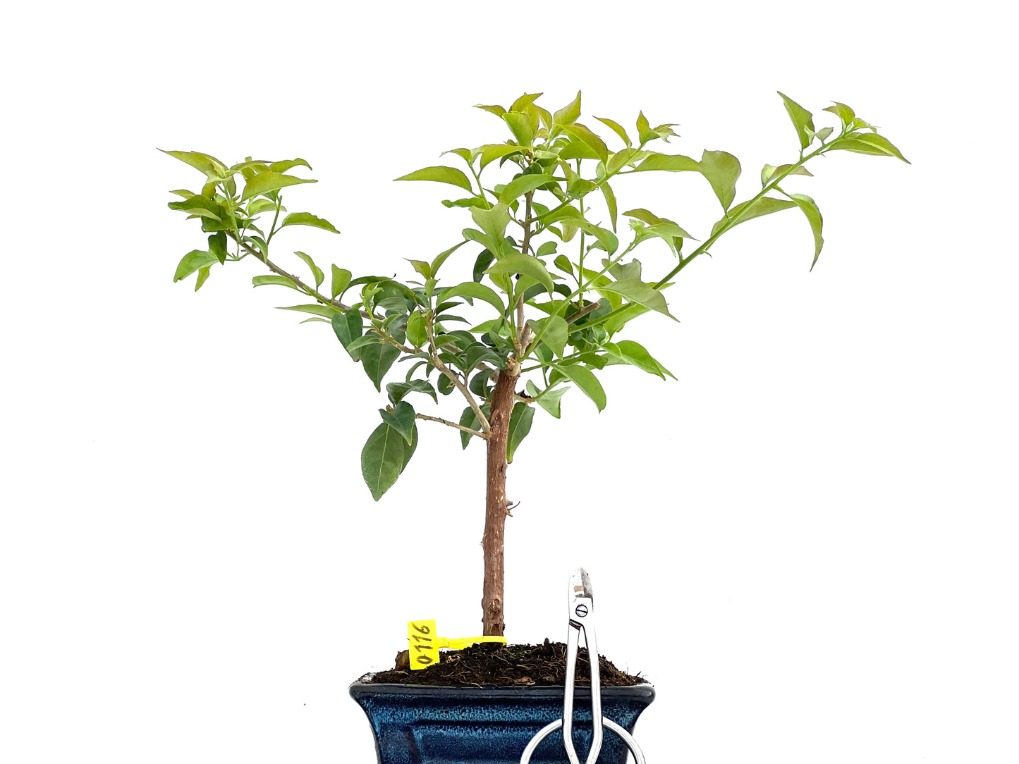 Buganvilla Glabra 0116