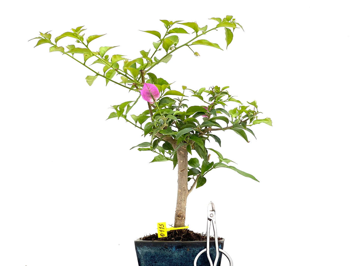 Buganvilla Glabra 0115