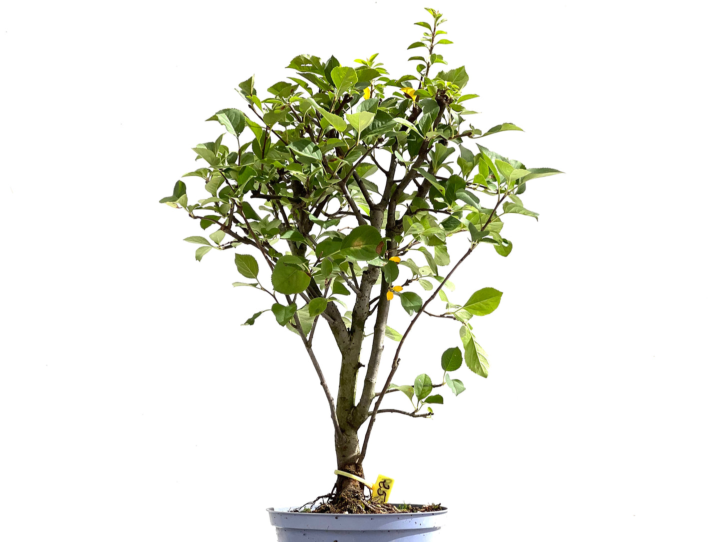 Malus Everest 2499