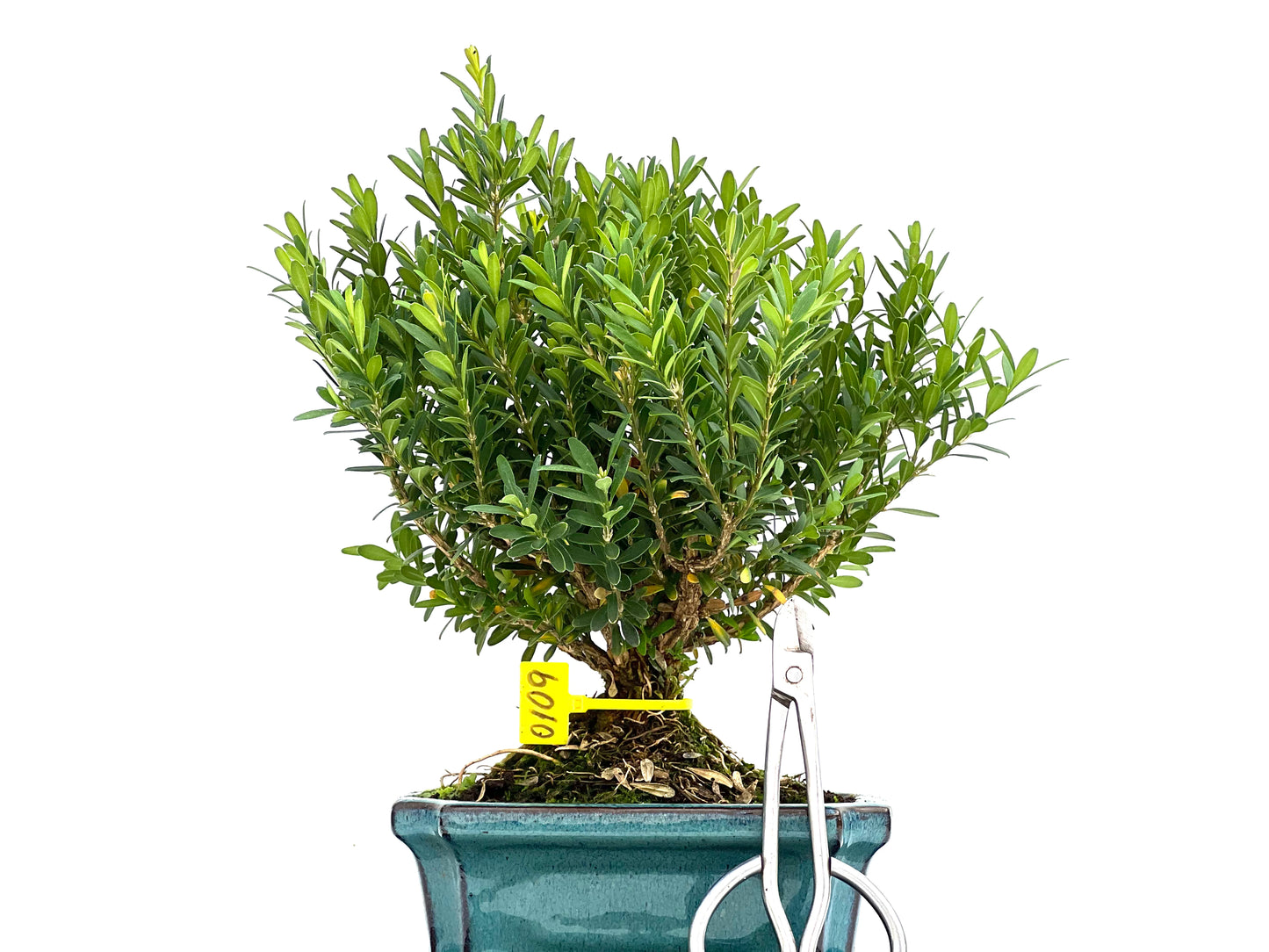 Buxus Harlandii 0109
