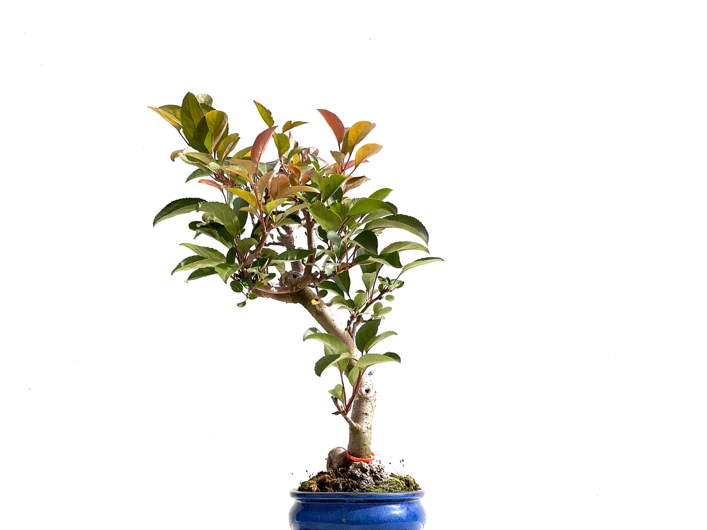 Malus Floribunda 2498