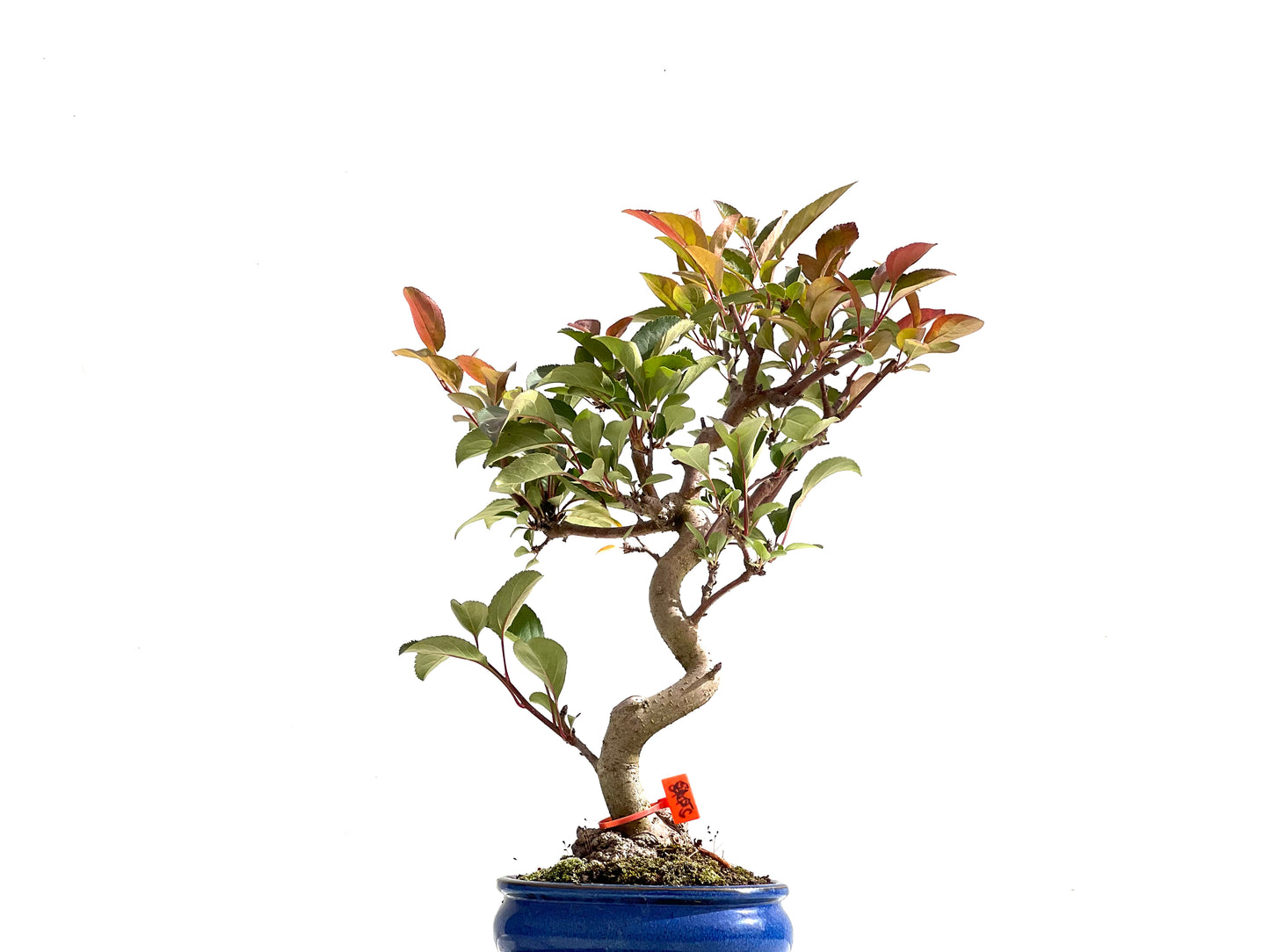 Malus Floribunda 2498