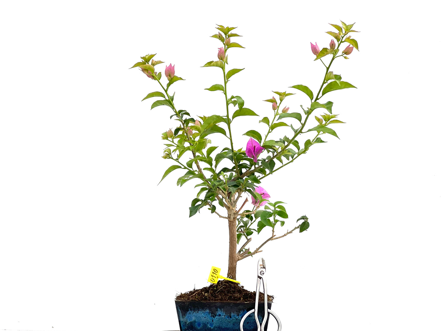 Buganvilla Glabra 0110