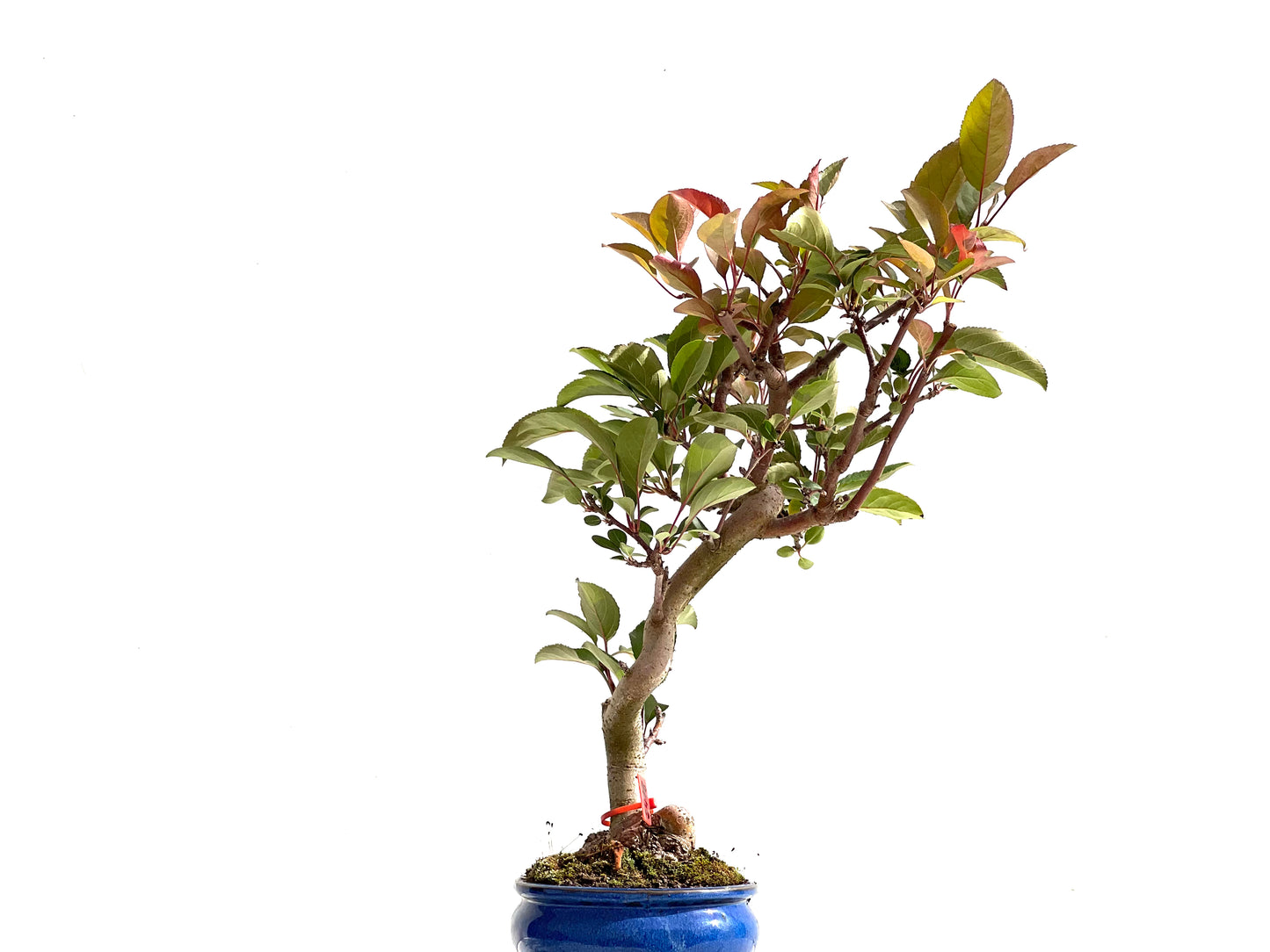 Malus Floribunda 2498