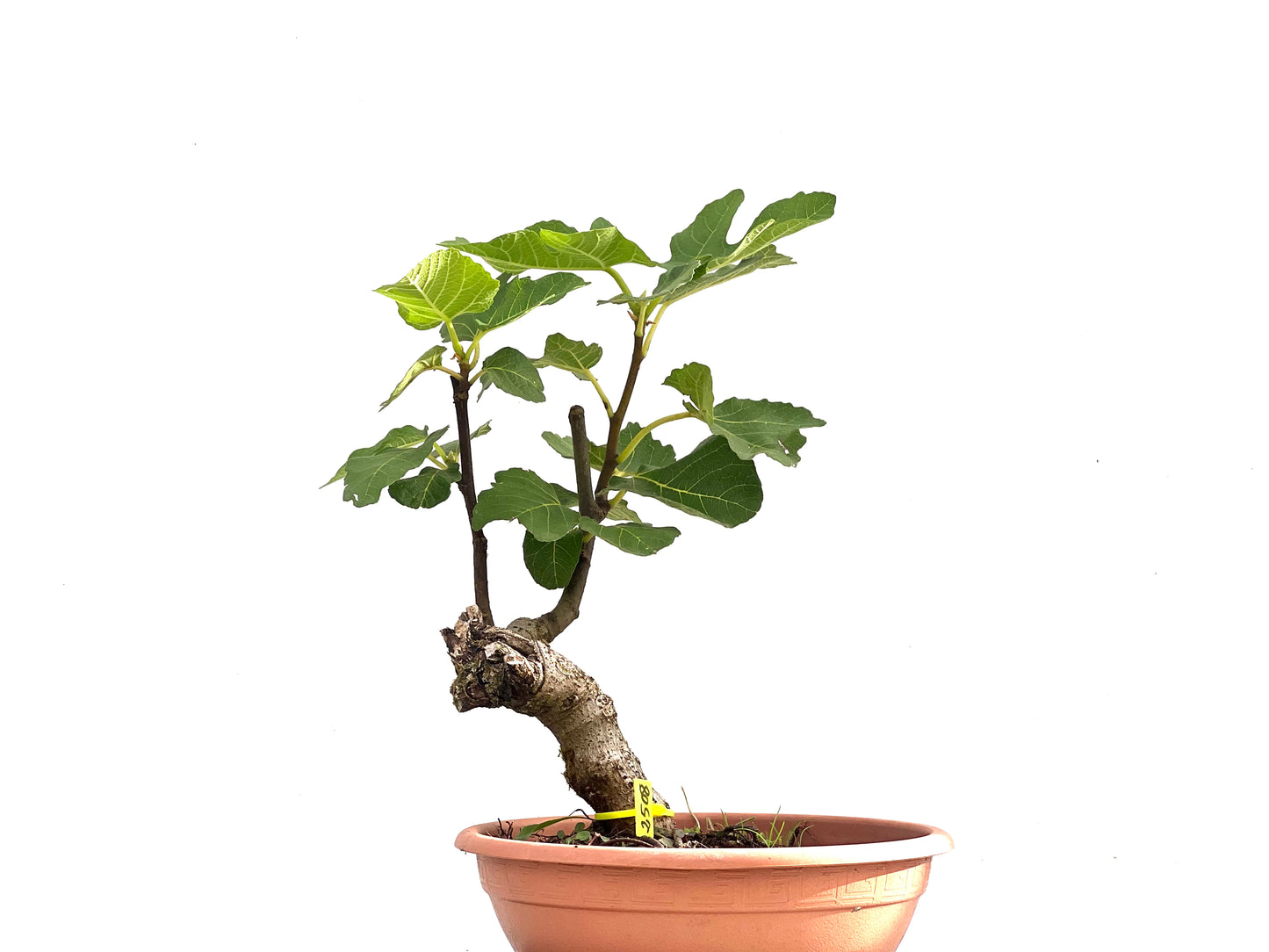 Ficus Carica 2508