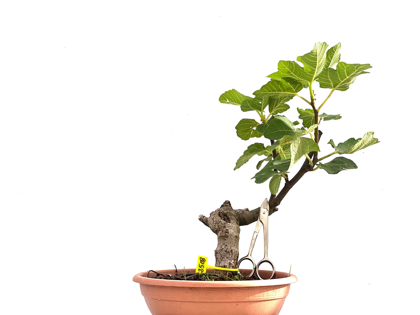 Ficus Carica 2508