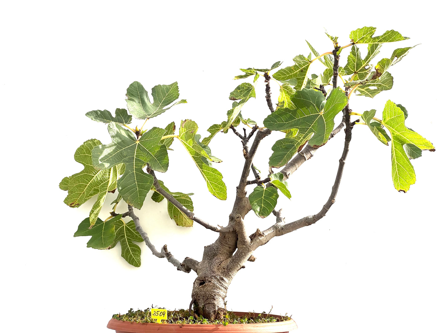 Ficus Carica 2509