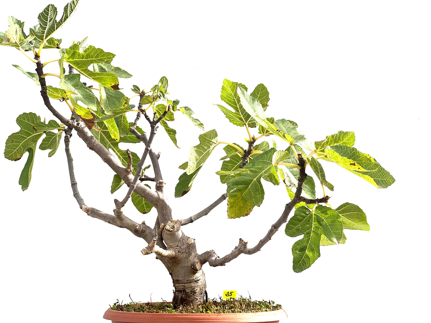 Ficus Carica 2509