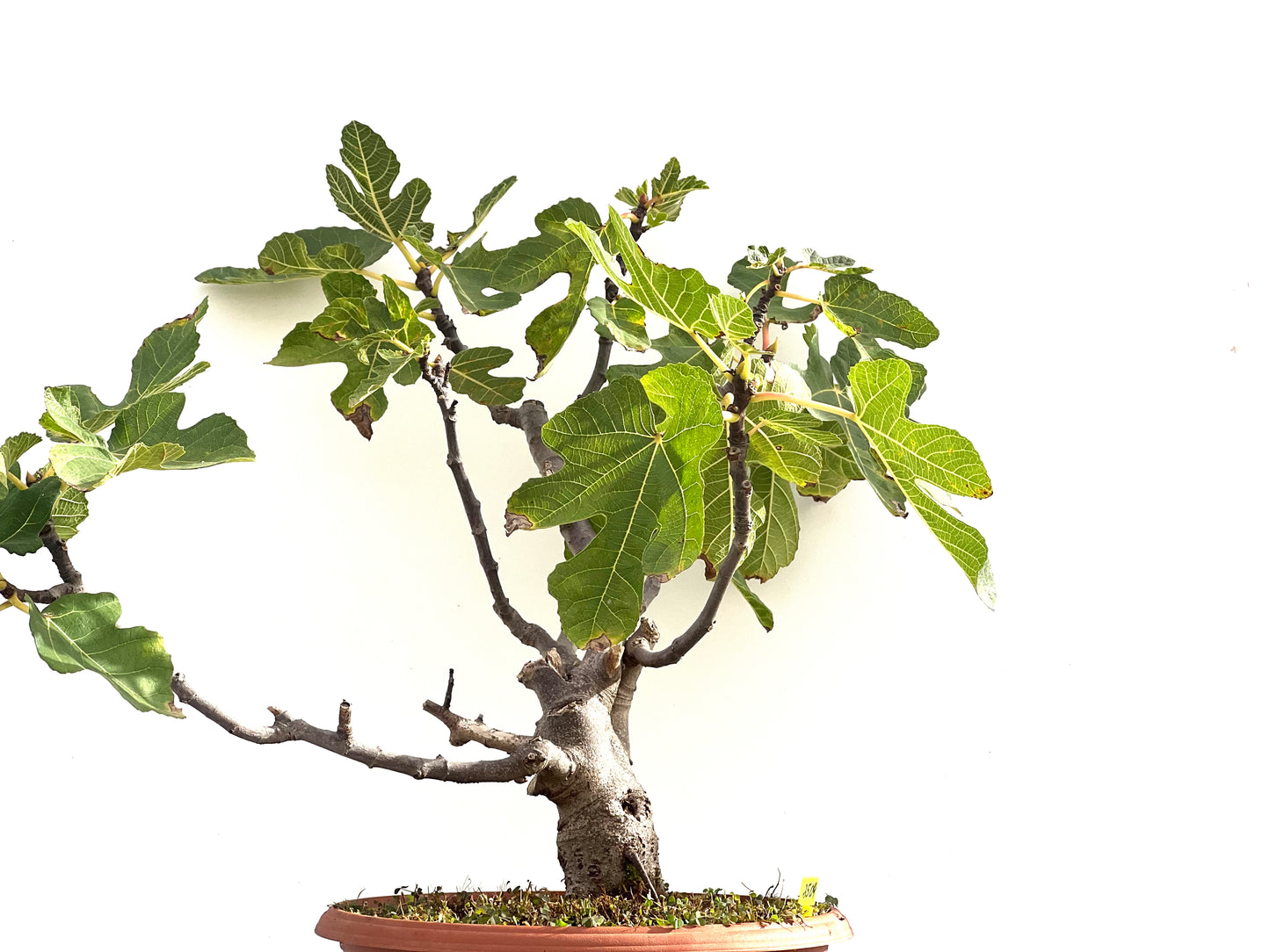 Ficus Carica 2509