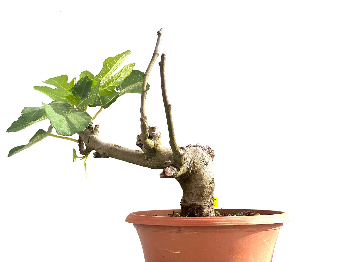 Ficus Carica 2511