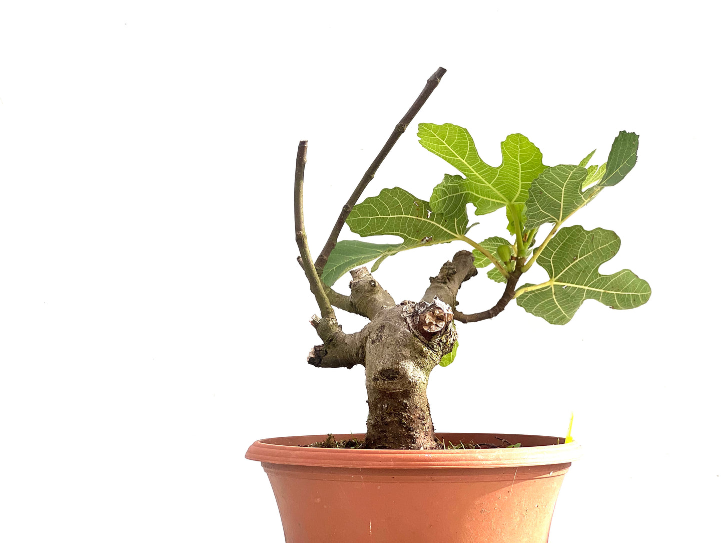Ficus Carica 2511