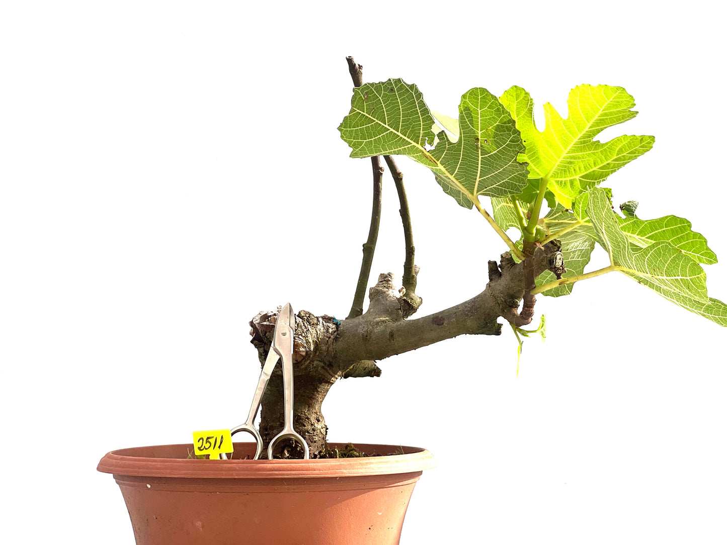 Ficus Carica 2511