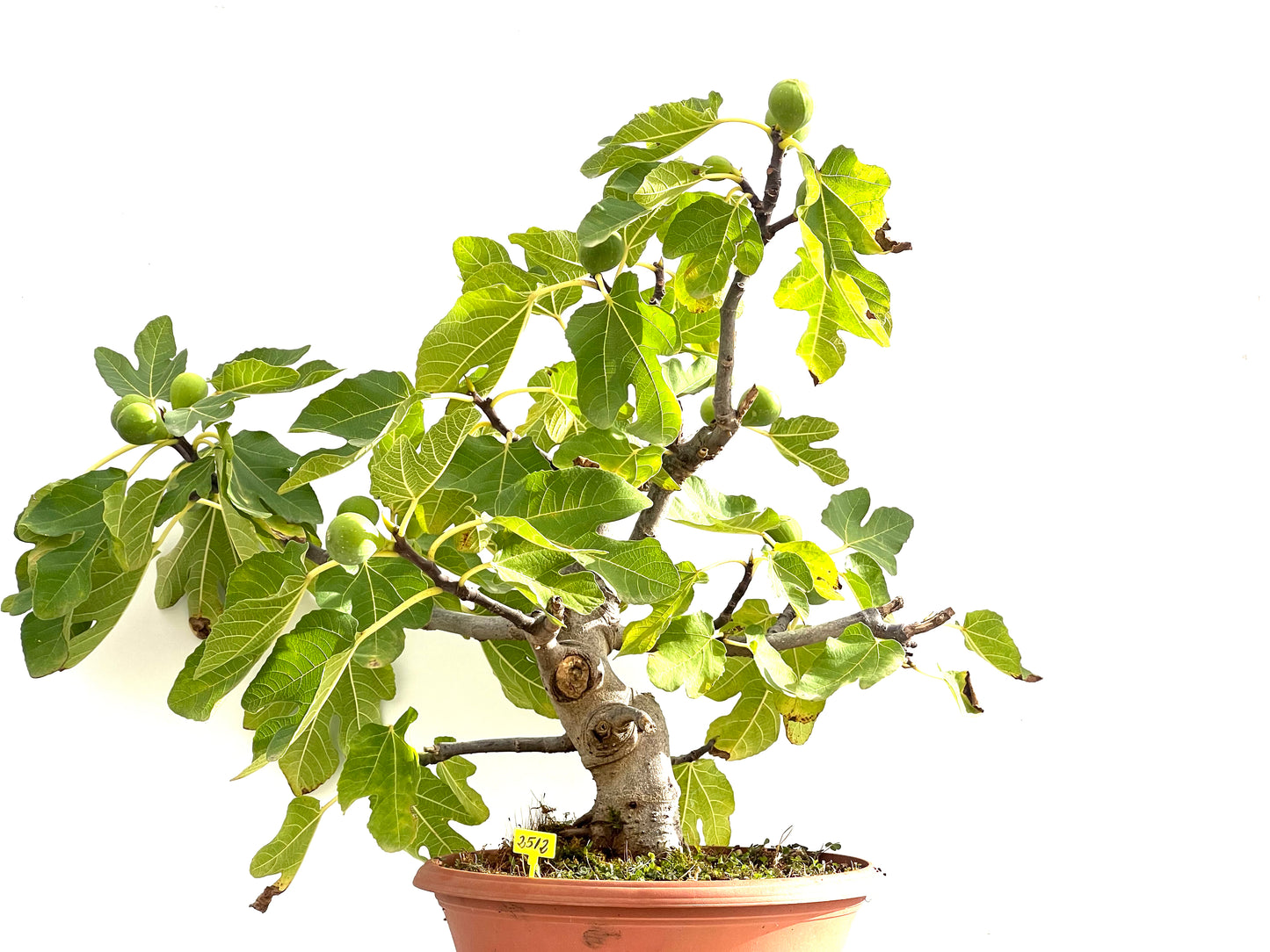 Ficus Carica 2512