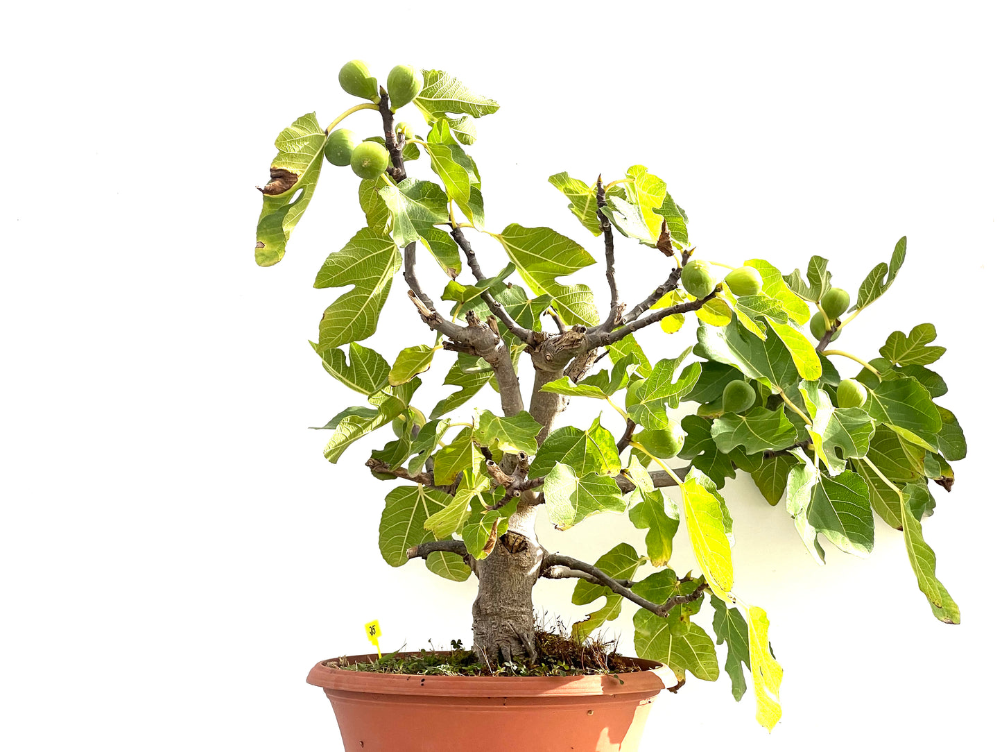 Ficus Carica 2512