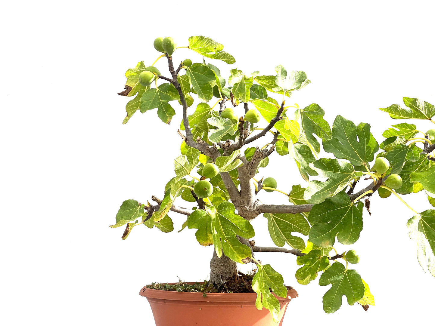 Ficus Carica 2512