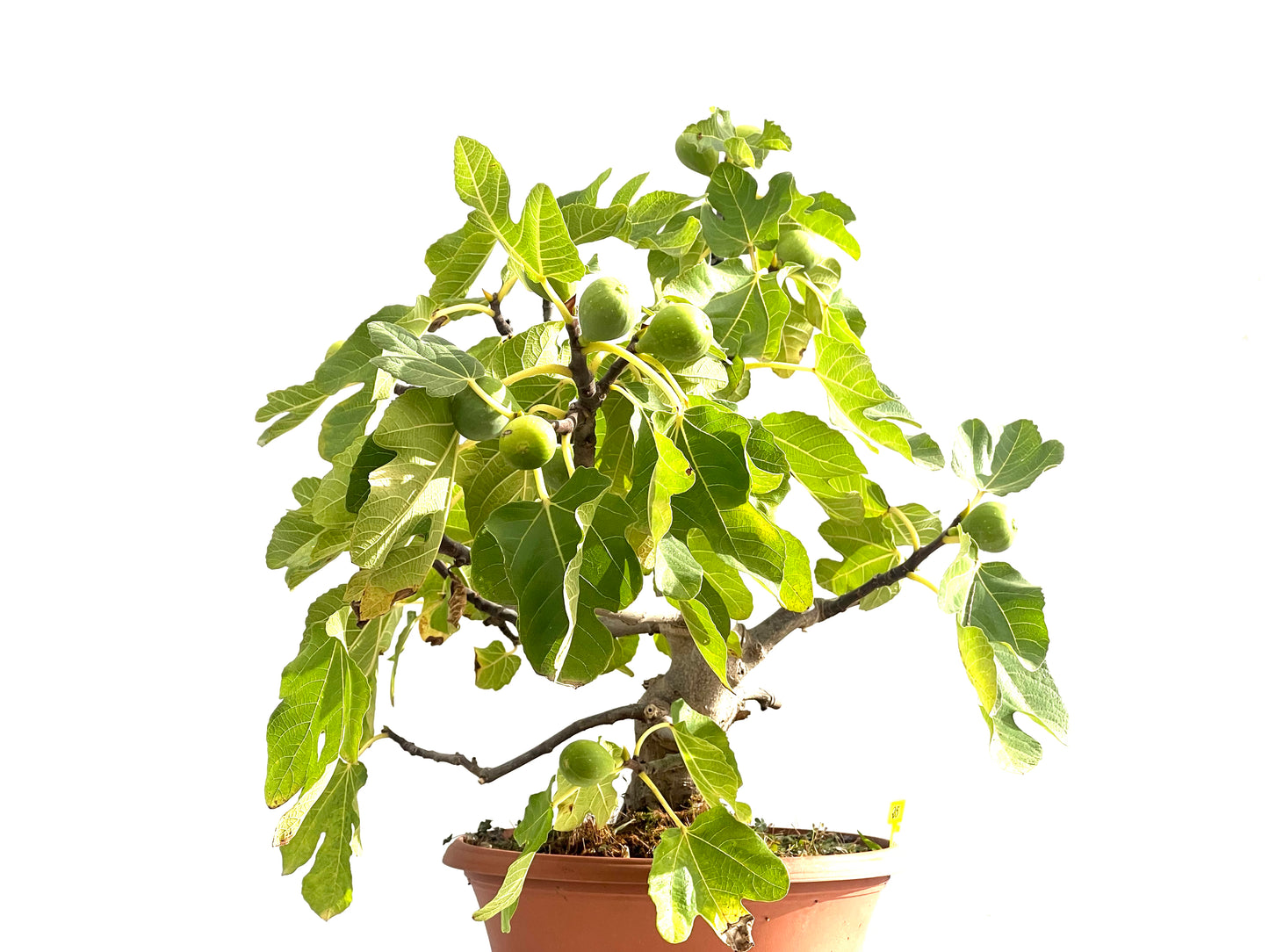 Ficus Carica 2512