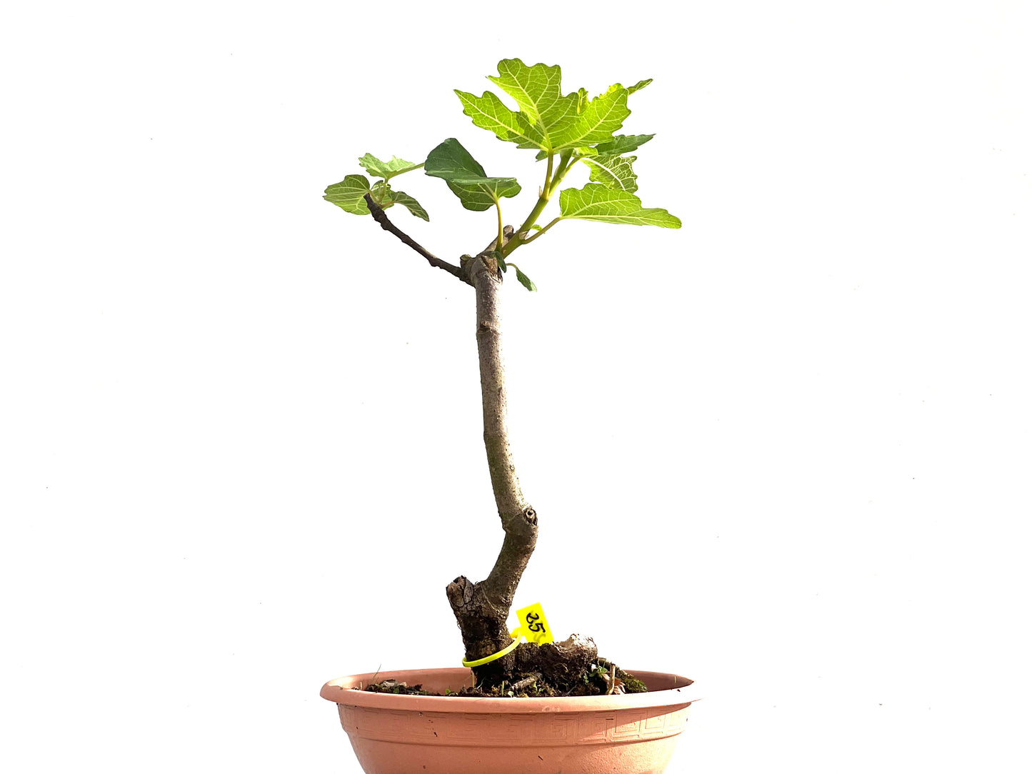 Ficus Carica 2514