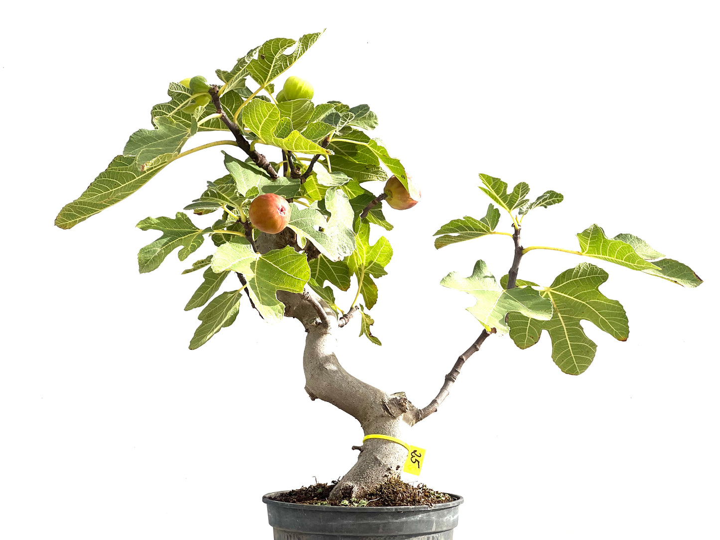 Ficus Carica 2515