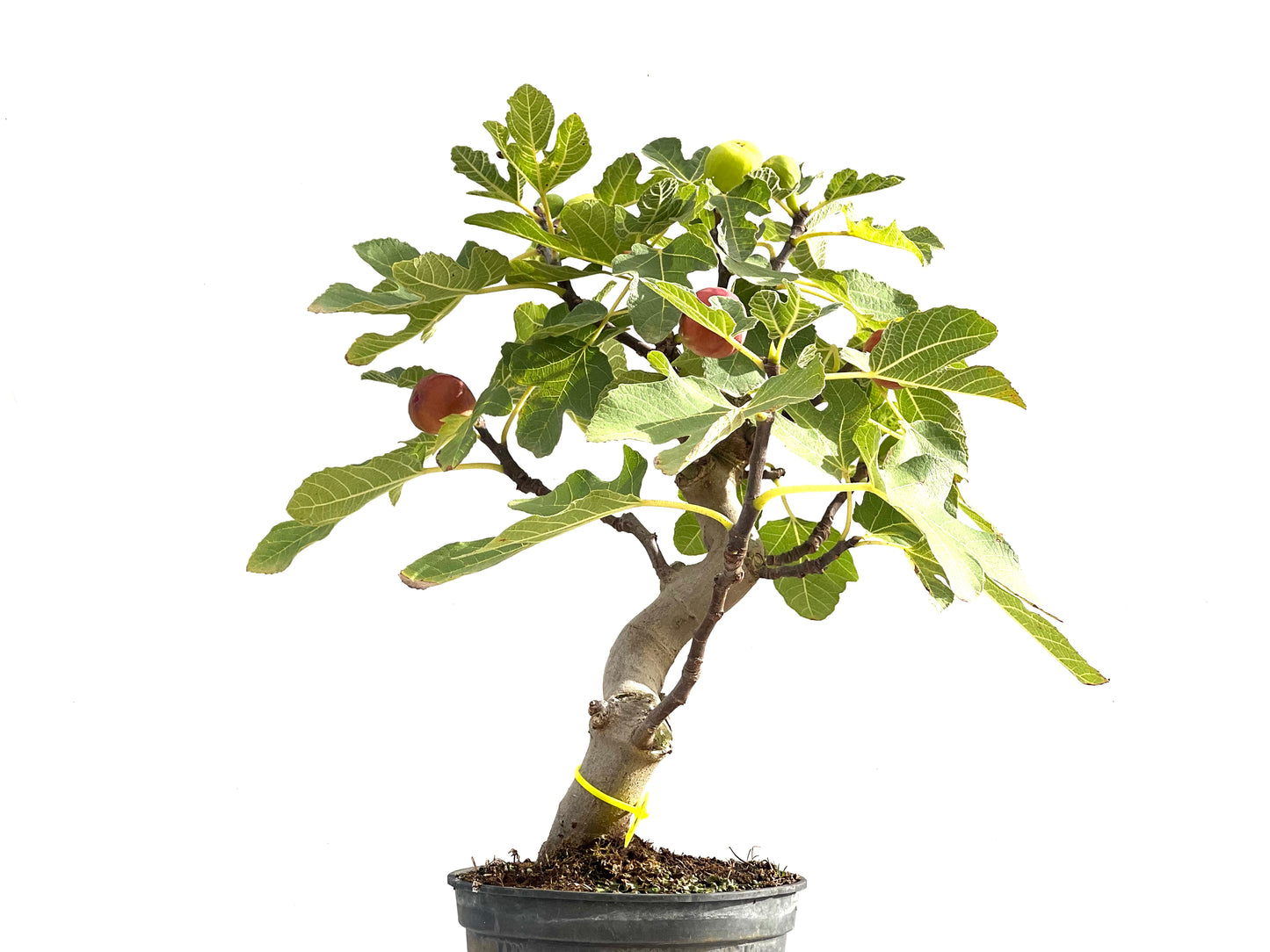 Ficus Carica 2515