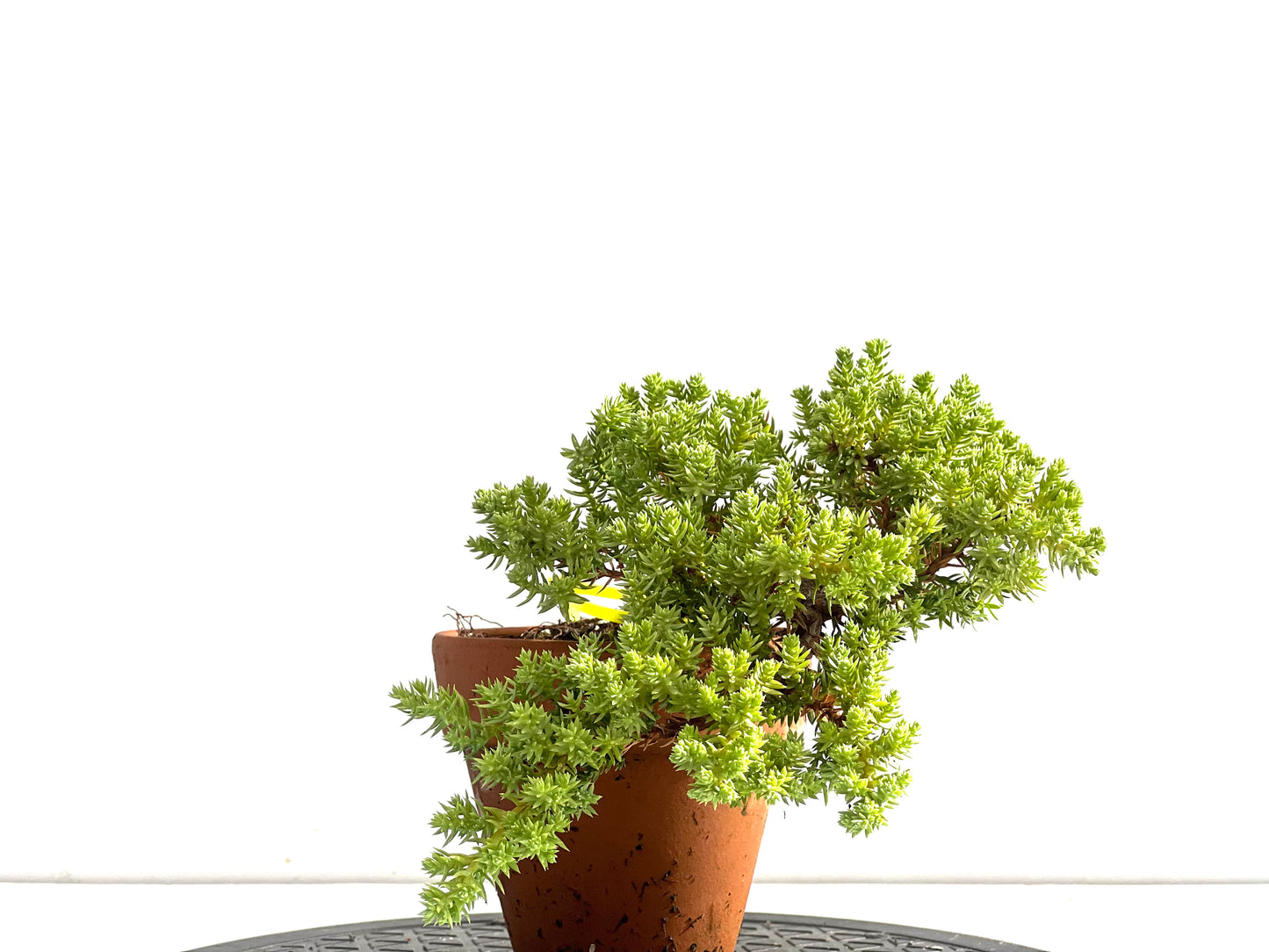 Juniperus Procumbens Nana 2517