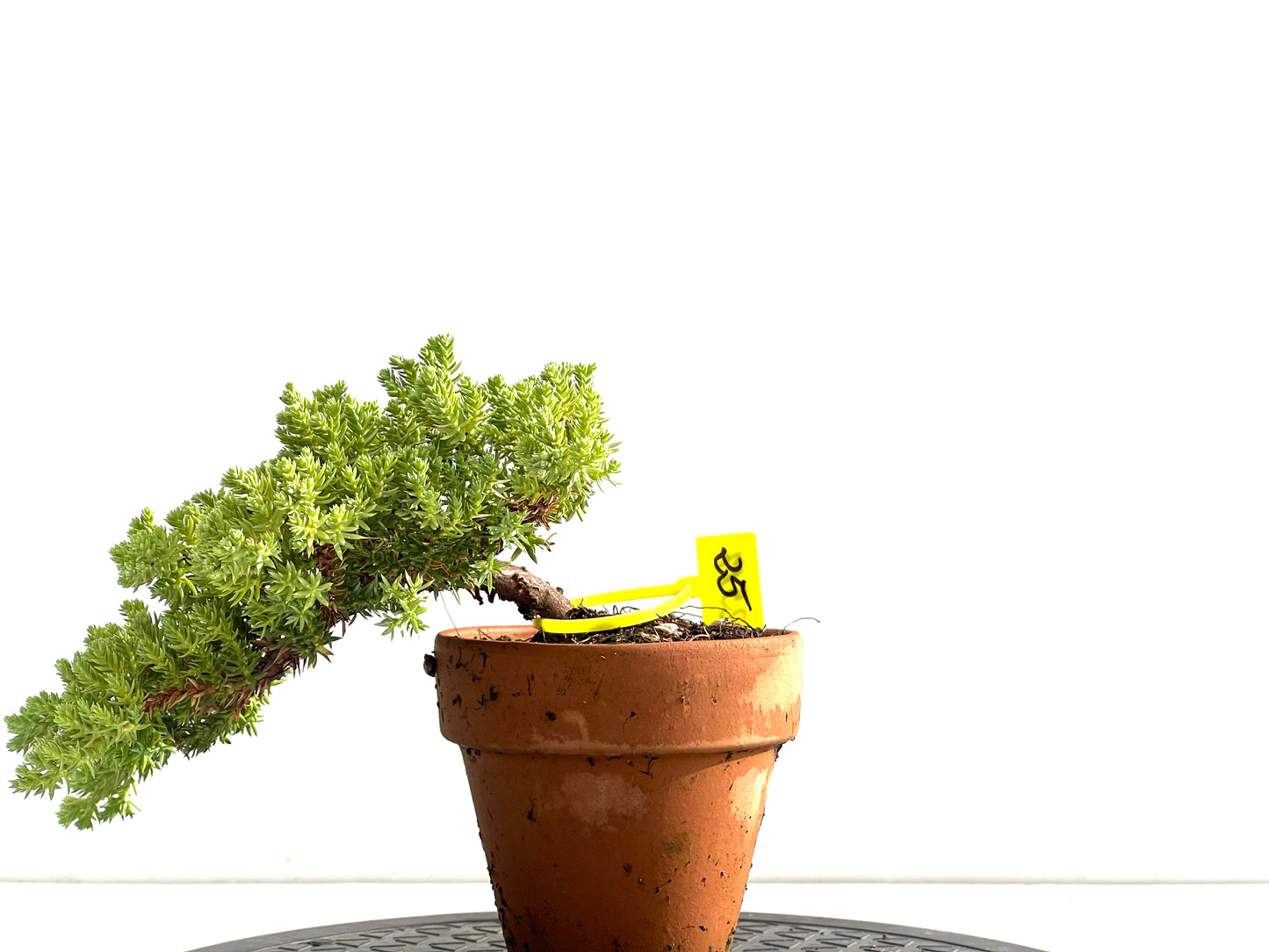 Juniperus Procumbens Nana 2517