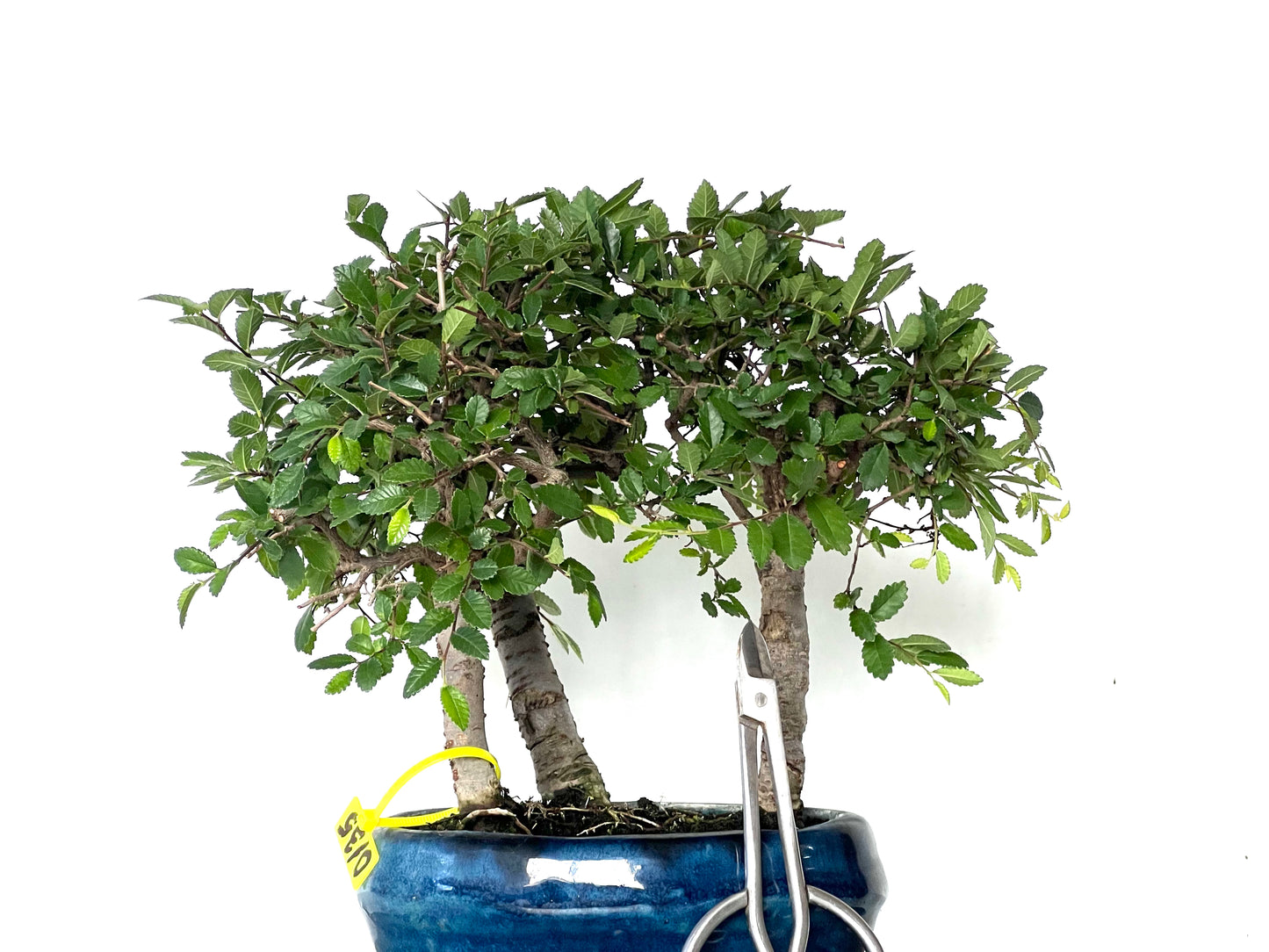 Bosque Ulmus Parvifolia 0135