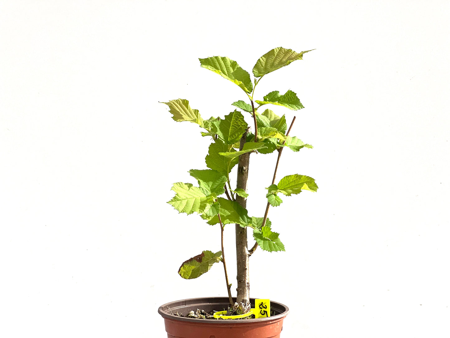 Corylus 2516