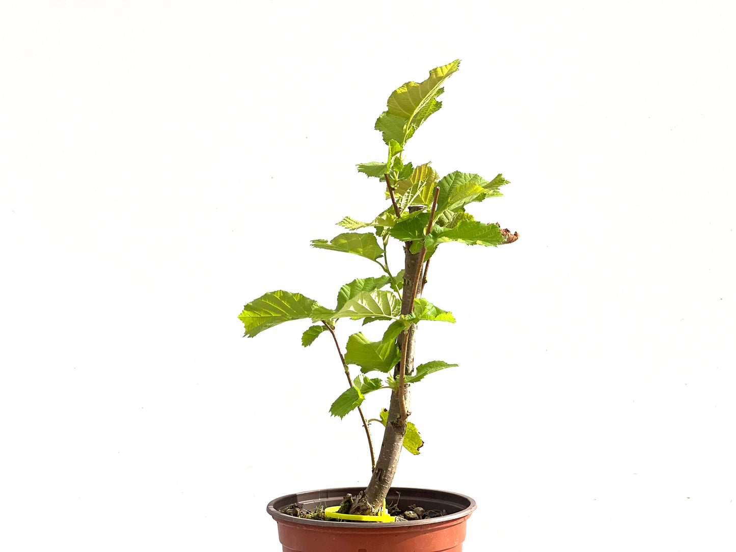 Corylus 2516