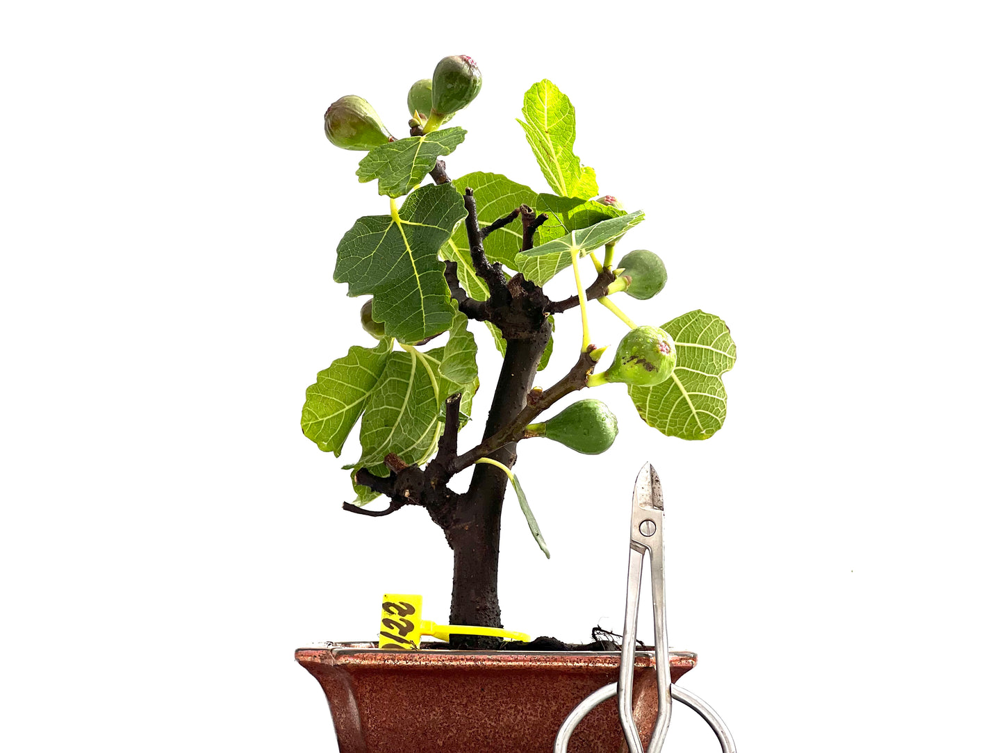 Ficus Carica 0122