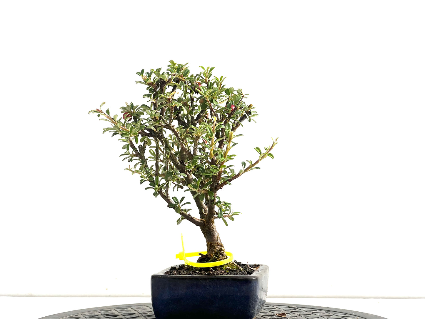Cotoneaster Microphyllus 2520
