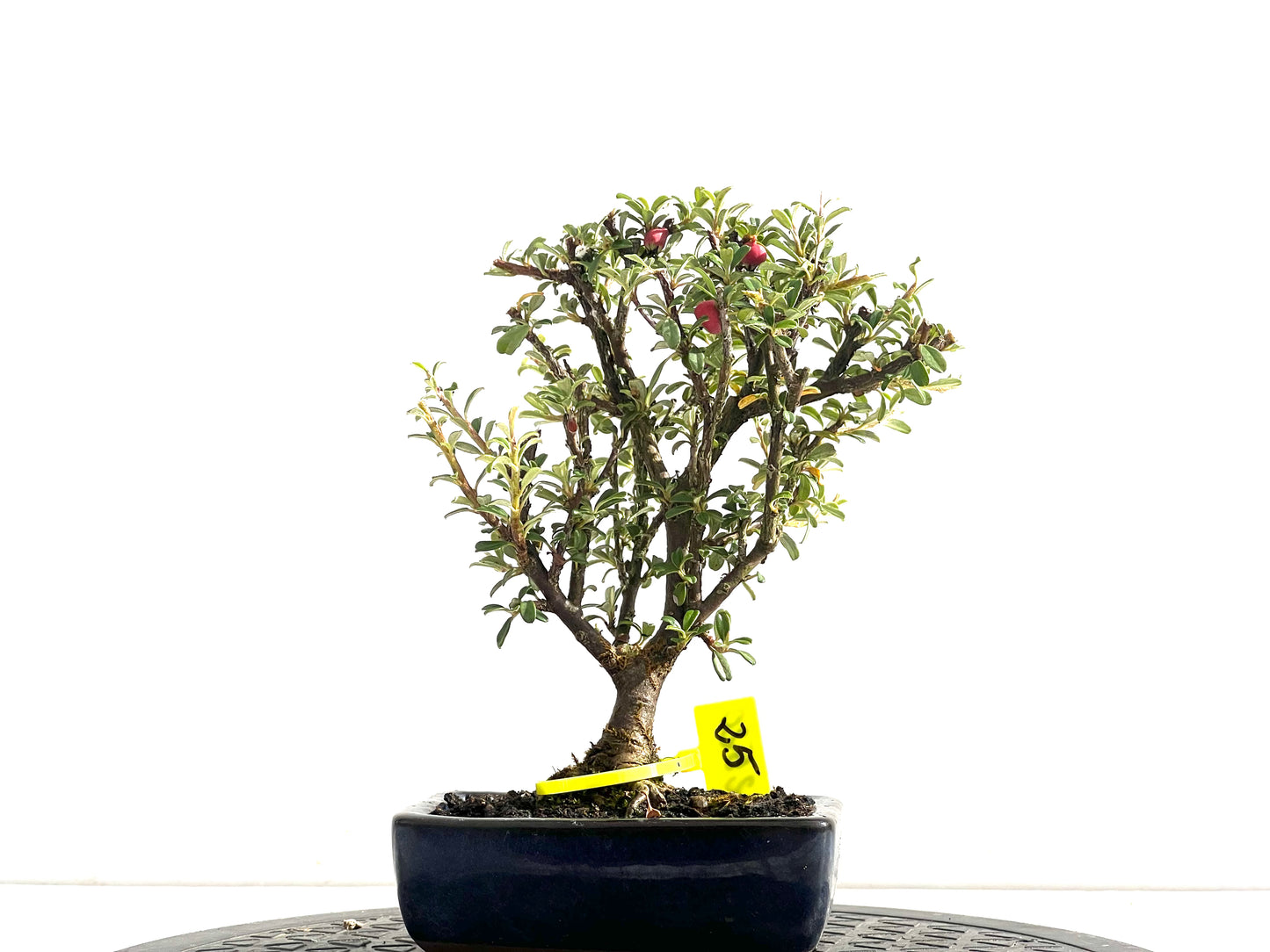 Cotoneaster Microphyllus 2520