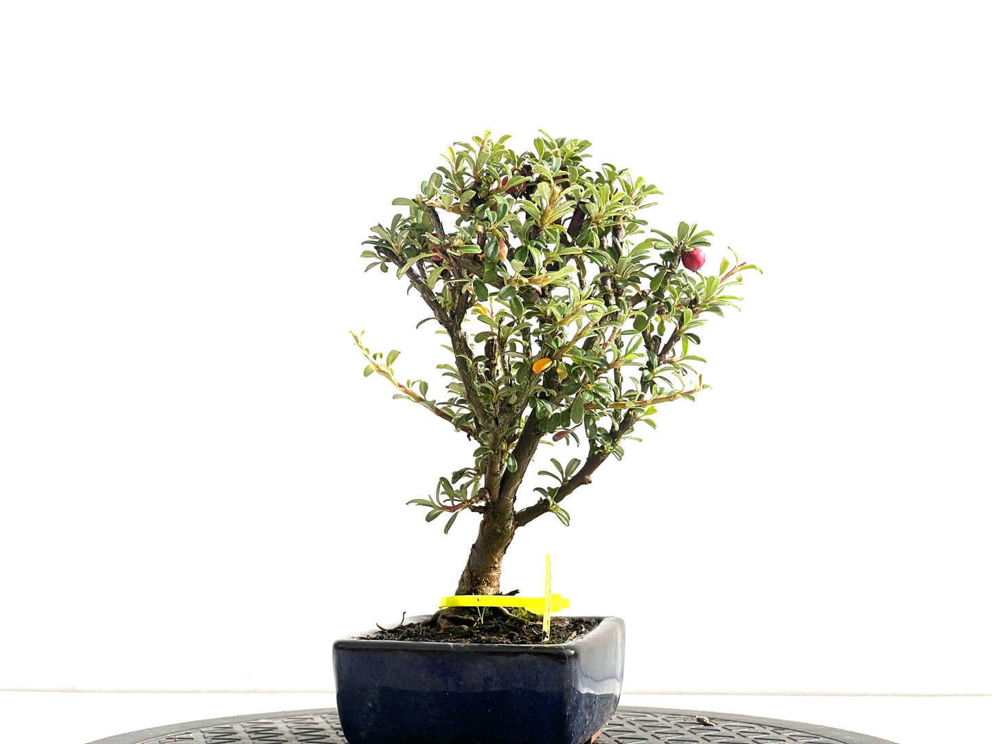 Cotoneaster Microphyllus 2520